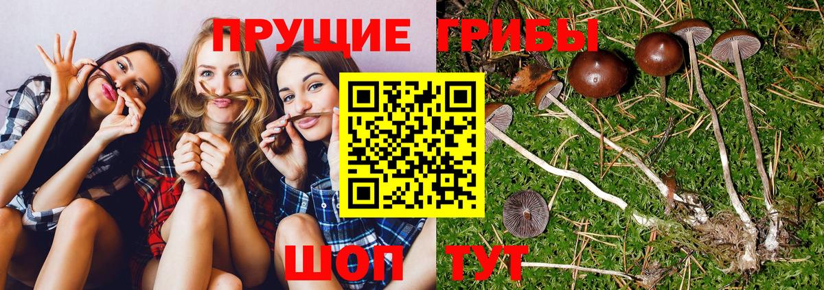 Галлюциногенные грибы Psilocybine cubensis Железноводск