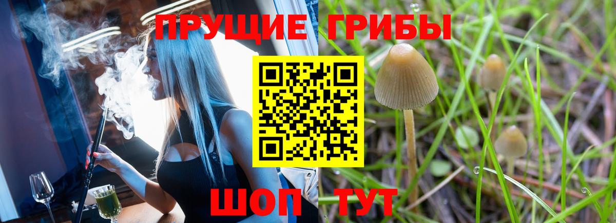 Железноводск  Галлюциногенные грибы Psilocybe  Вход с VPN 